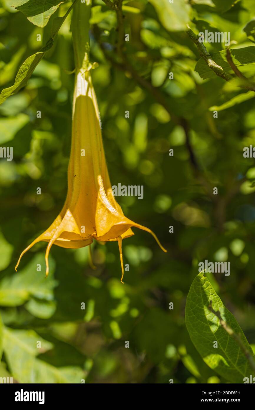 Yellow trumpet flower or loudspeaker flower or datura flowers in garden Stock Photo Alamy