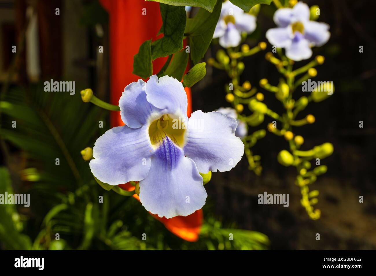 Bengal Clockvine, Blue Trumpet Vine, Blue Skyflower, Heavenly Blue or Thunbergia grandiflora flowers bloom in the garden with sunlight on blur nature Stock Photo