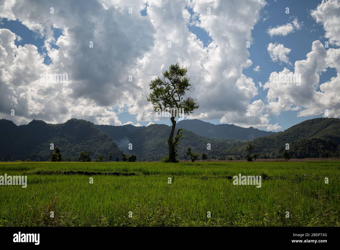 Green summer landscape scenic view wallpaper. Beautiful wallpaper. Solitary  tree on grassy hill and blue sky with clouds. Lonely tree springtime. Gree  Stock Photo - Alamy