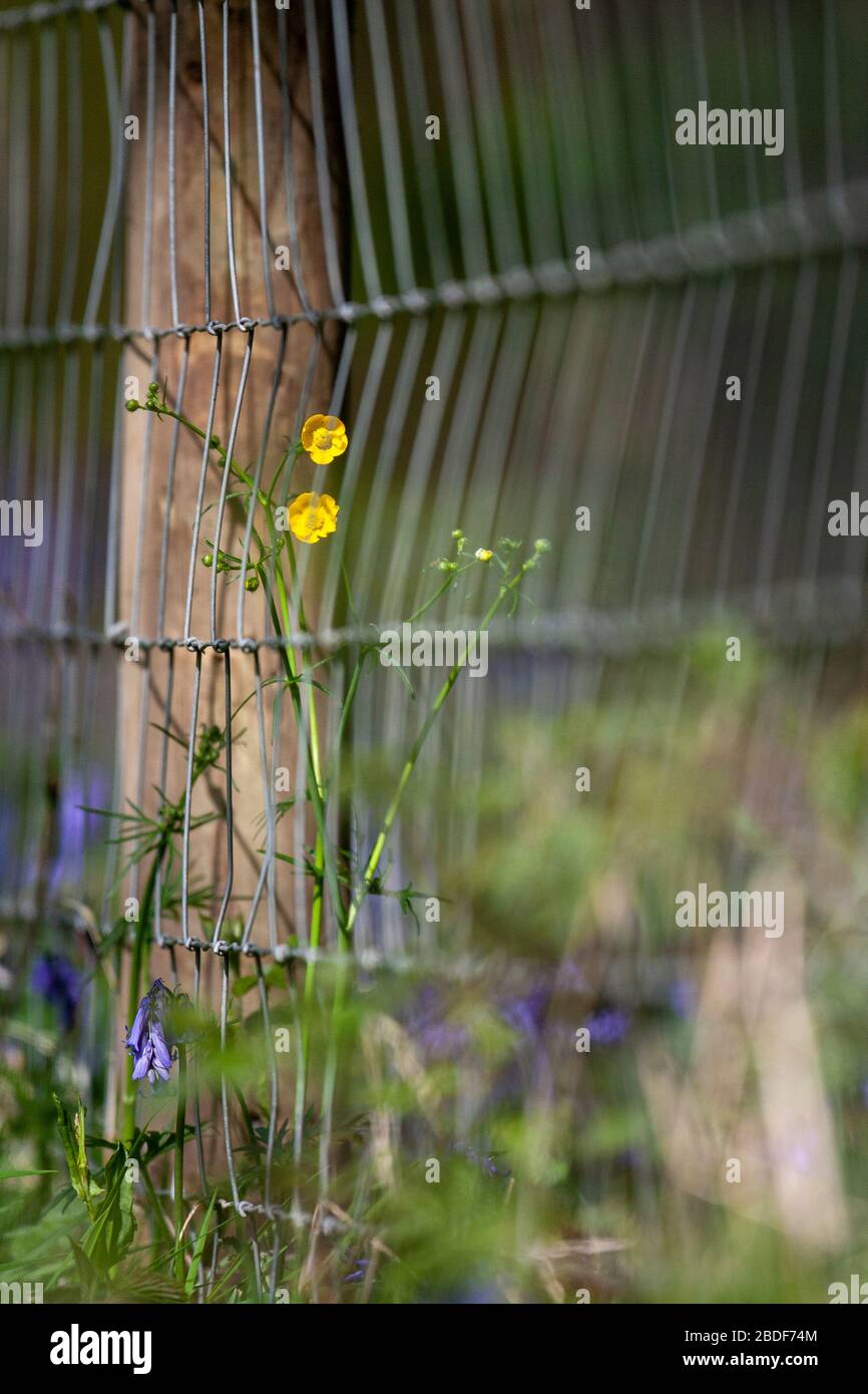 Fence Post Flowers High Resolution Stock Photography and Images - Alamy