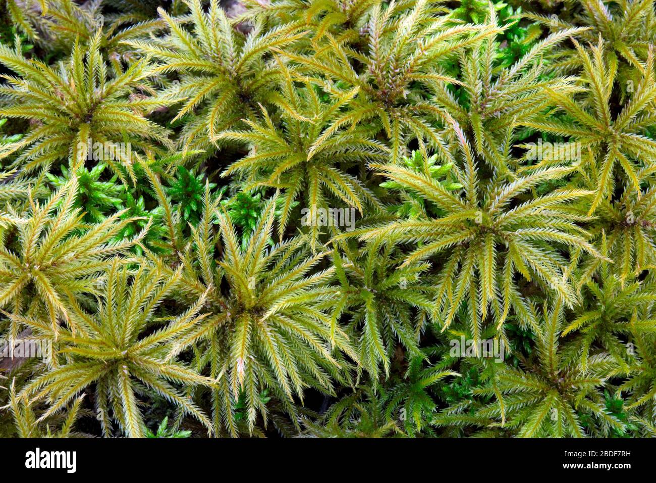 Tree moss growing in a moist forest in Pennsylvania’s Pocono Mountains Stock Photo