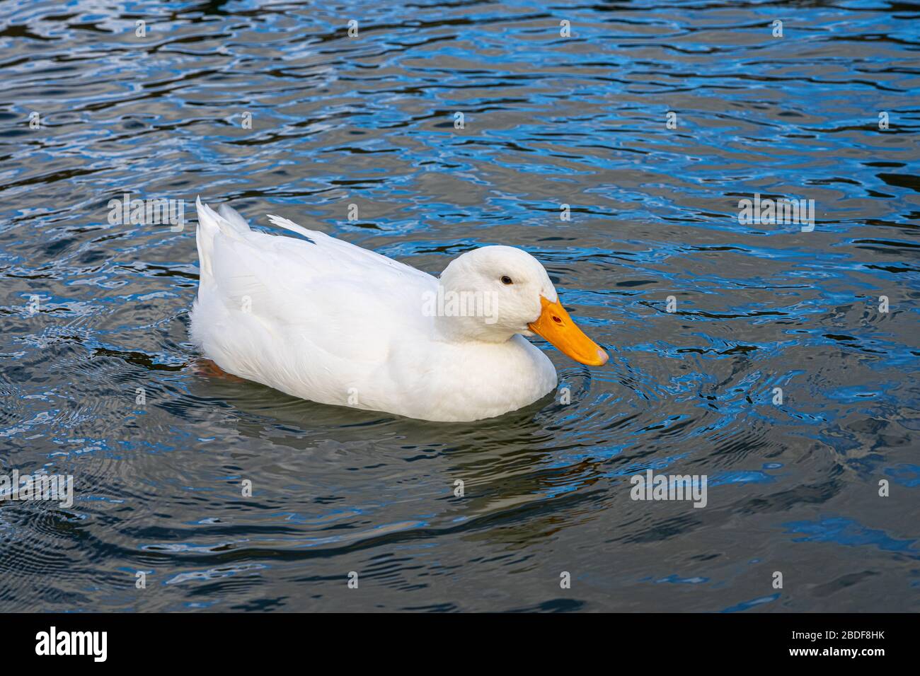 Large white heavy American Aylesbury peking pekin ducks water level