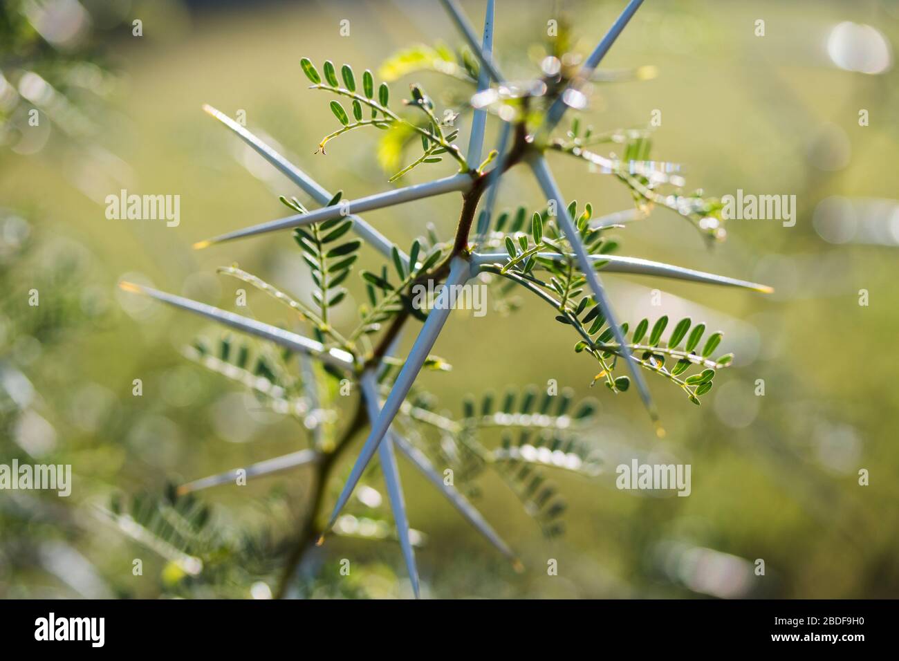 Acacia karoo or Sweet Thorn tree closeup of a branch in the morning sunlight with long white thorns Stock Photo