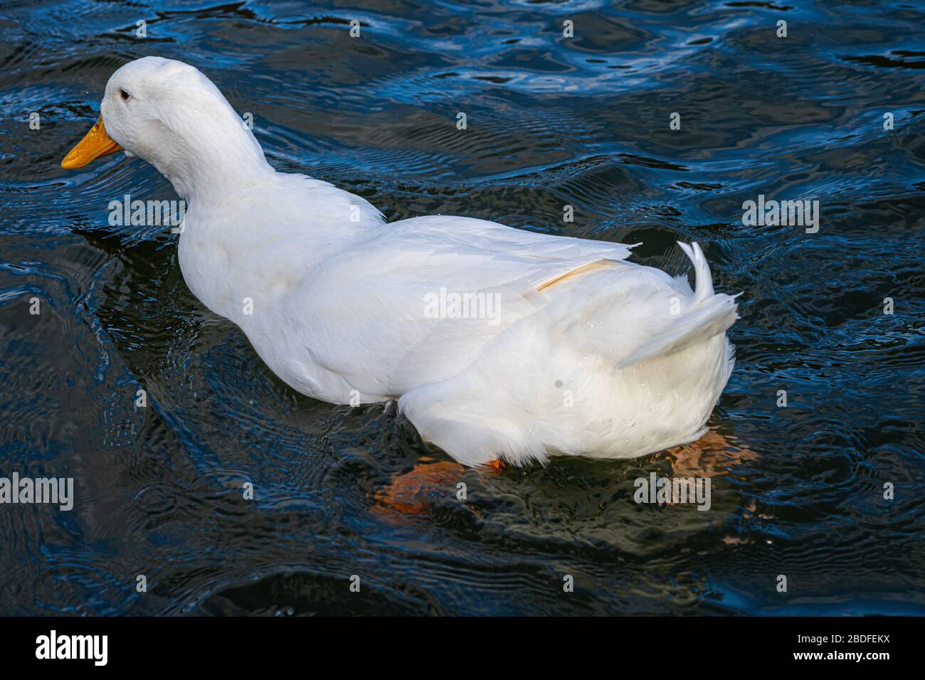 Large white heavy American Aylesbury peking pekin ducks water level