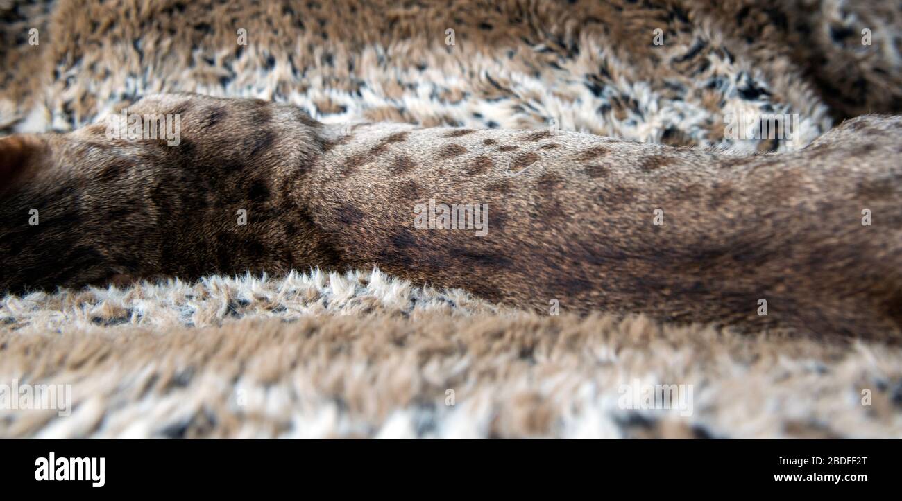 Spotted fur coat of a savannah cat stretched out on a fauxfur blanket