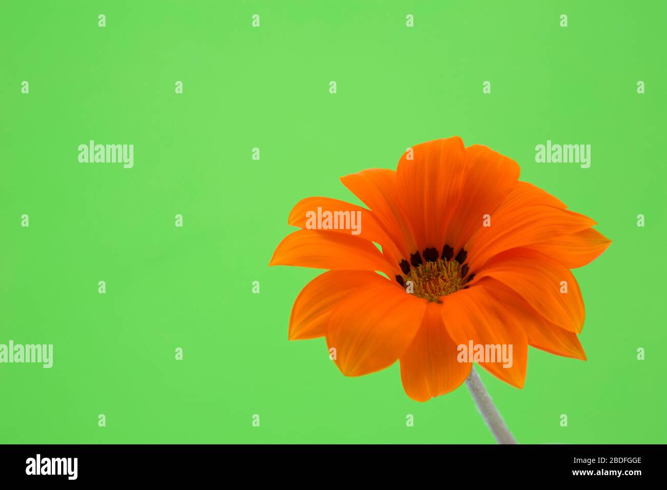 Spring and freshness concept image of orange daisy with bright green background Stock Photo