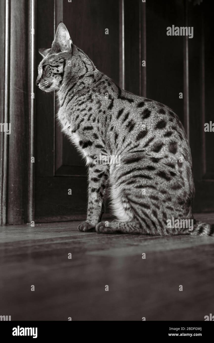 Side view of a savannah cat sitting on a wooden floor inside Stock Photo