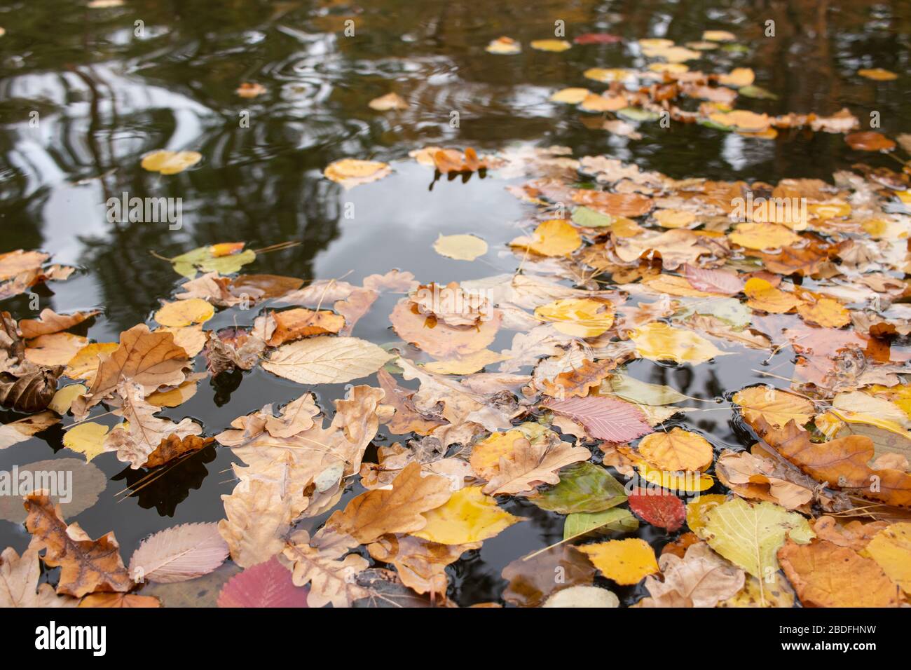Autumn leaves swim in the lake. Reflection in the water. Stock Photo
