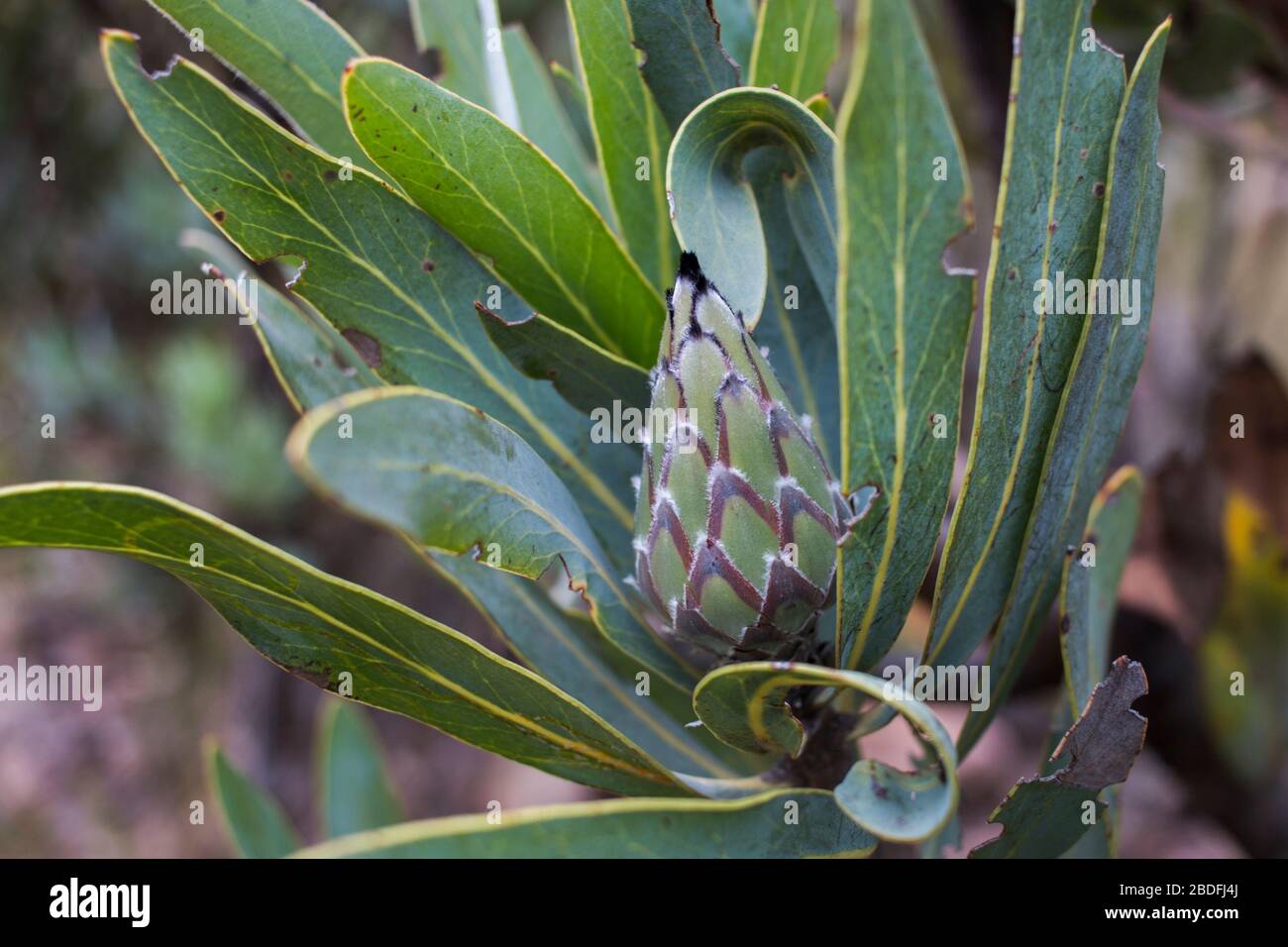 Closeup of a new bloom of the Protea laurifolia fynbos plant Stock Photo