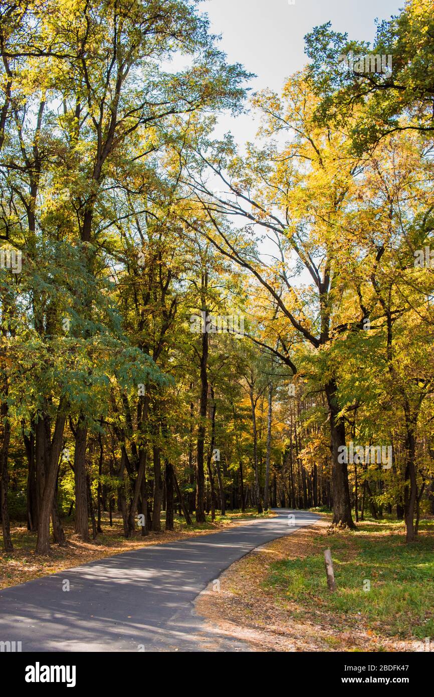 Asphalt road goes into the depths of the forest. Autumn forest. Stock Photo