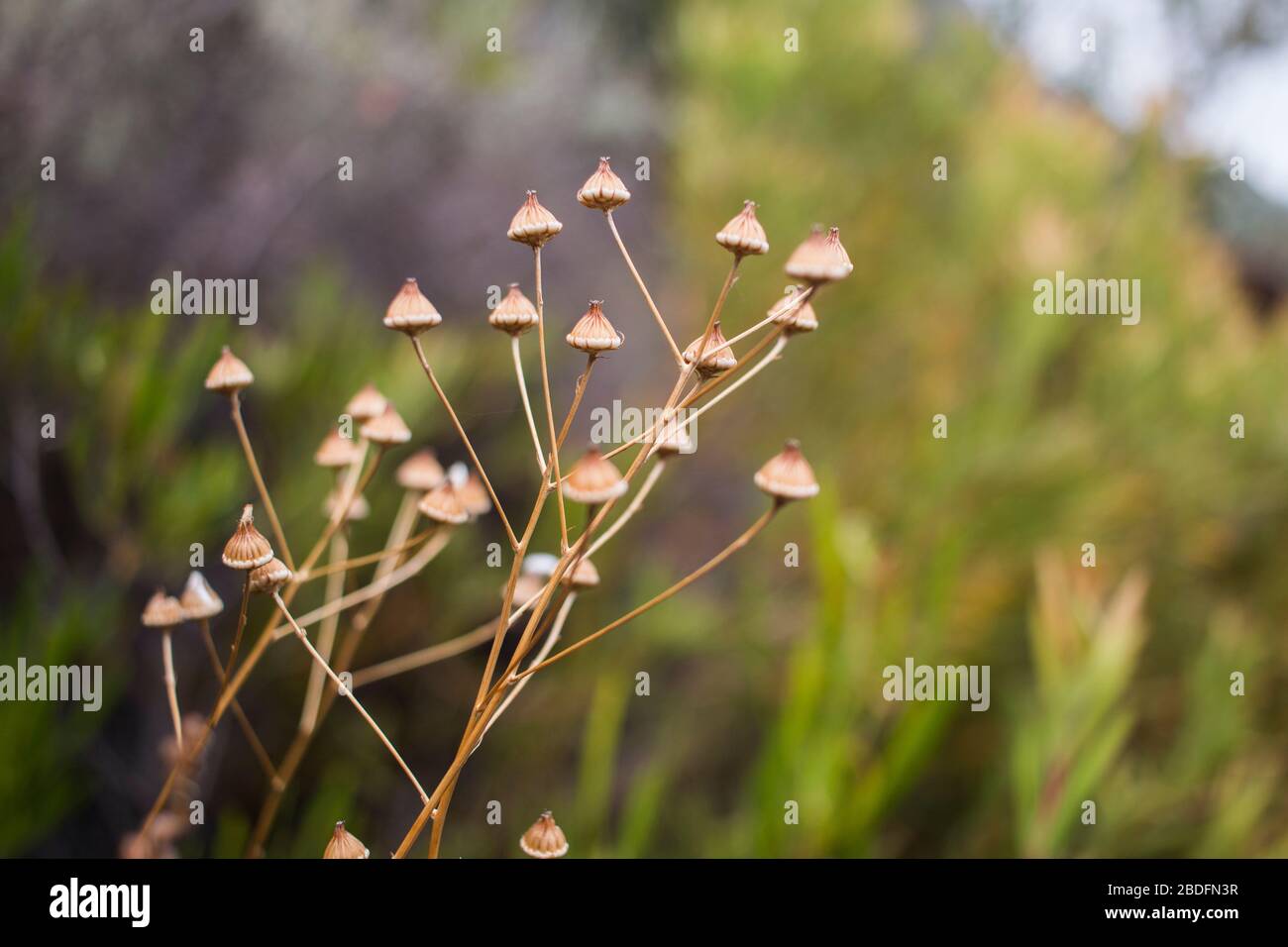 Dried seed heads on garden hi-res stock photography and images - Alamy