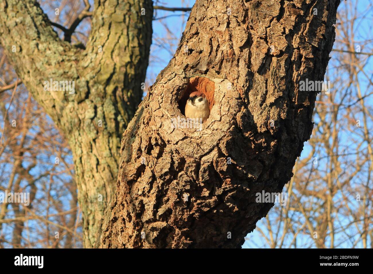 Passer montanus, Eurasian tree sparrow, typically nests in a natural