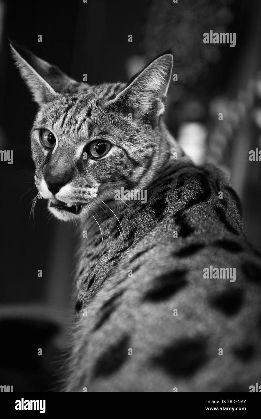 Angry F1 savannah cat Stock Photo