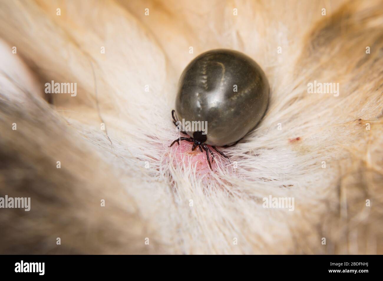 Blacklegged (Deer) Tick &#8211; TickEncounter