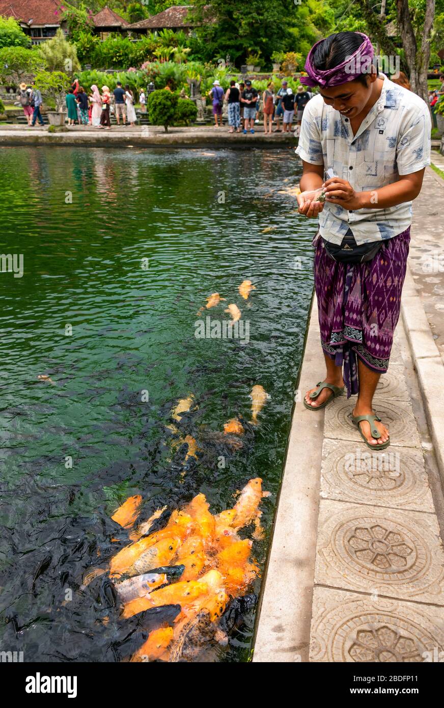 Vertical portrait of a traditionally dressed man feeding the fish at the Tirta Gangga water palace in Bali, Indonesia. Stock Photo