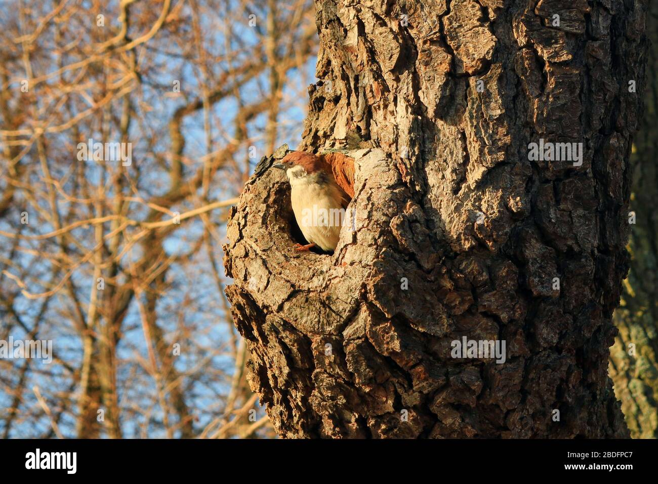 Cavity nesting bird hires stock photography and images Alamy