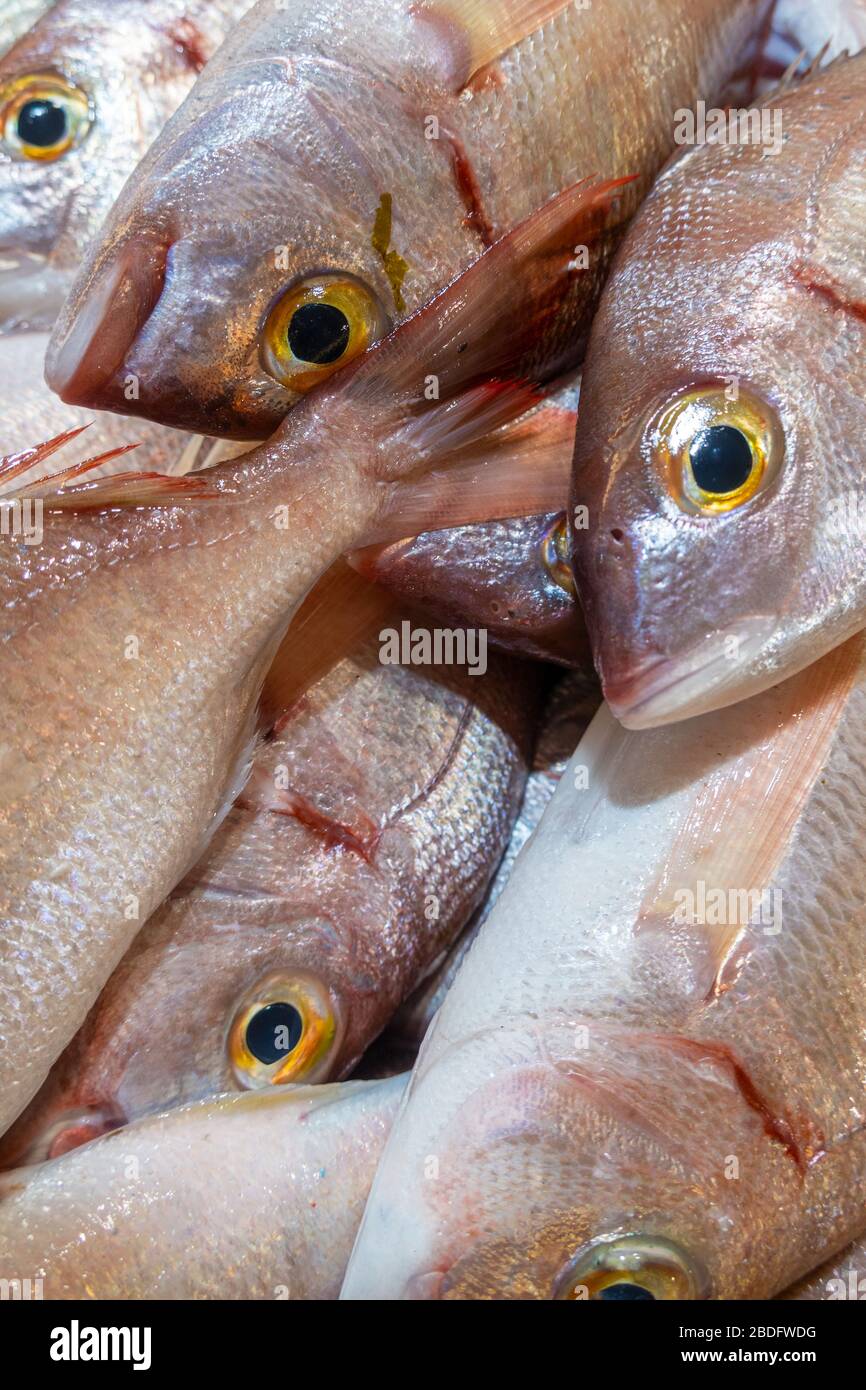 Fresh Bica fish in Portugese fish market, Algarve, Potugal Stock Photo
