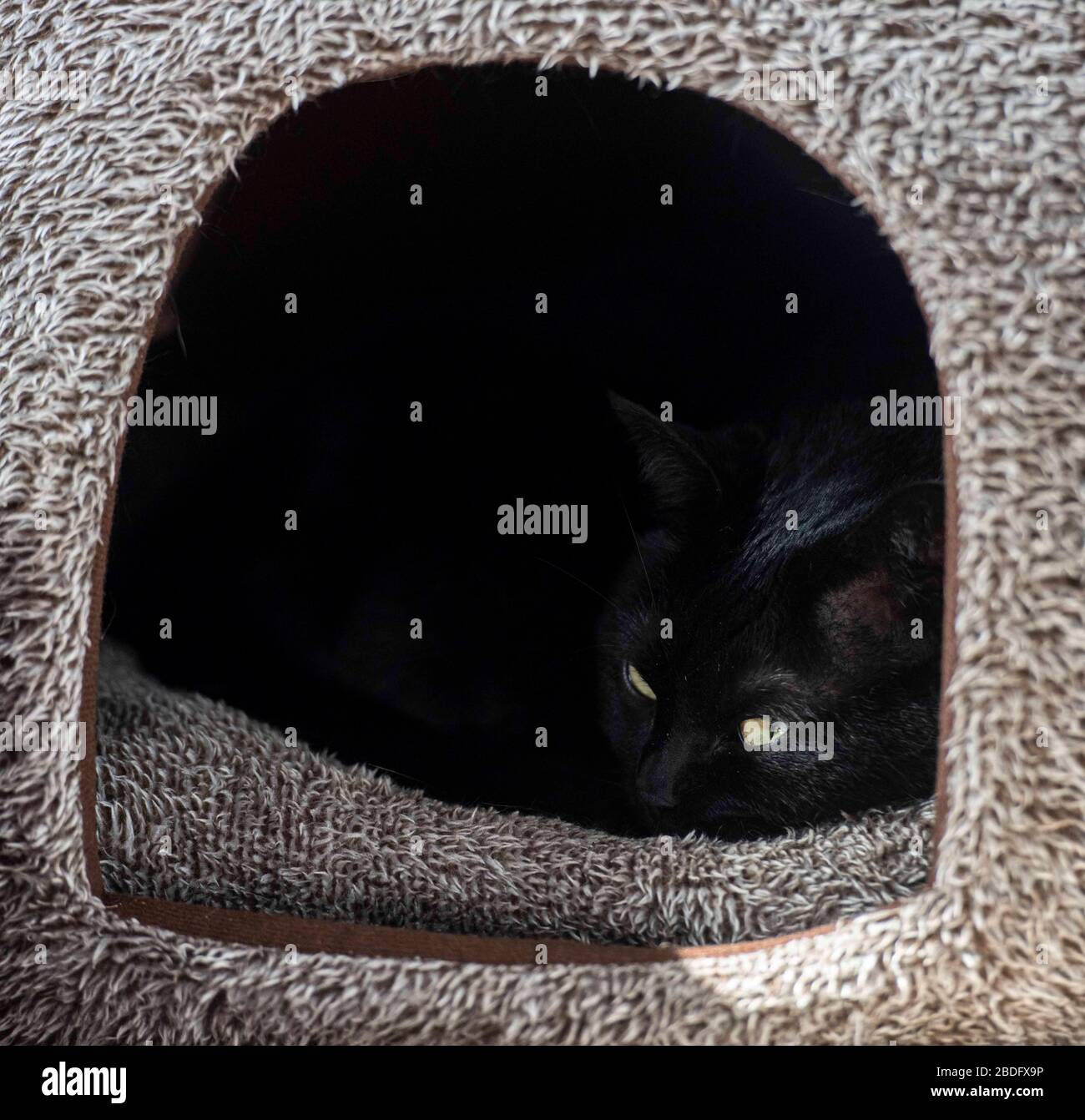 69 Sfondi Snoopy HD e 4K gratuiti per PC e dispositivi mobili, image size:1300x1342