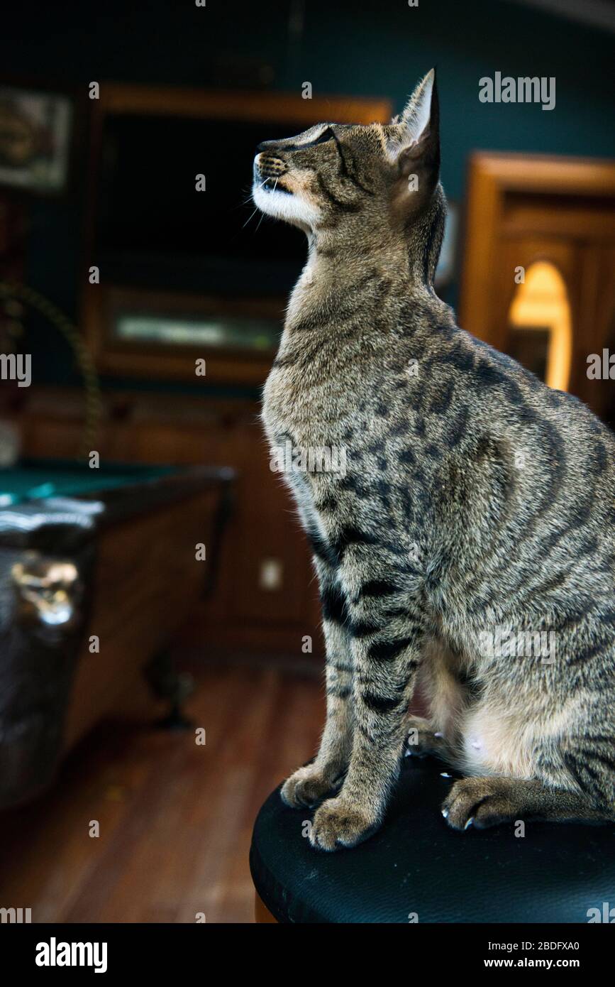 Savannah cat profile Stock Photo