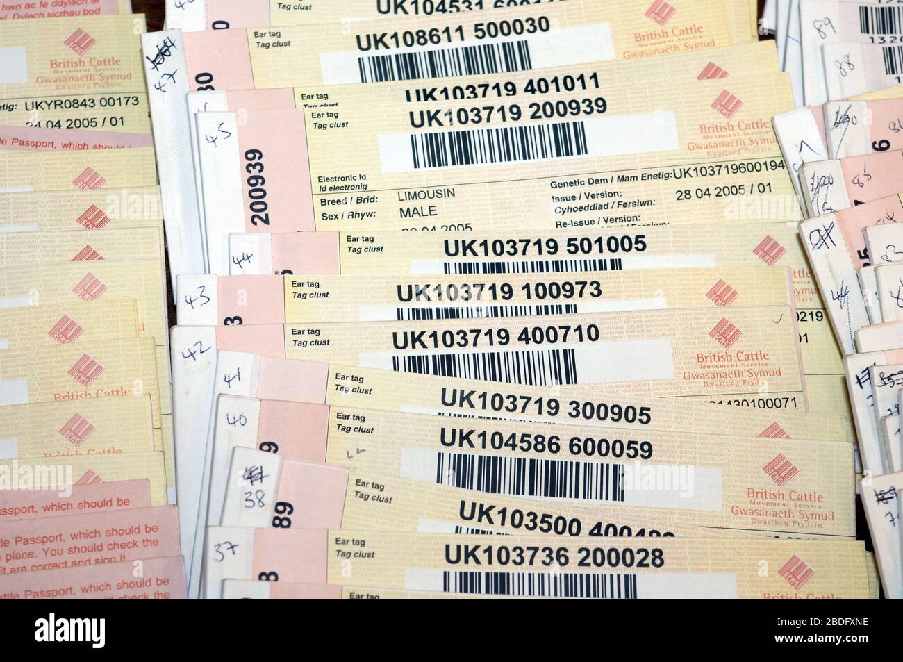 Bovine passport hires stock photography and images Alamy