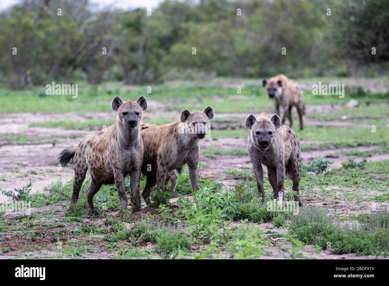 A clan of spotted hyenas, Crocuta crocuta, stand together, direct gaze Stock Photo