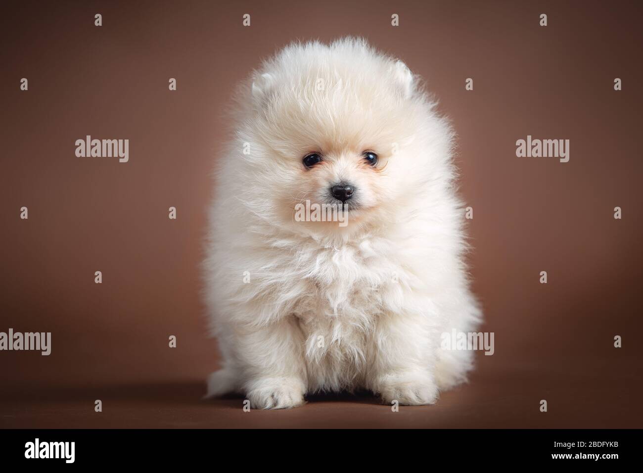 cute little pomeranian