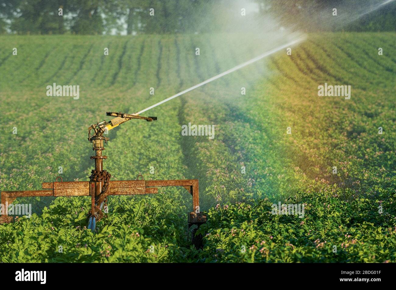 Potato crop being irrigated by a powerful spray system. North Yorkshire