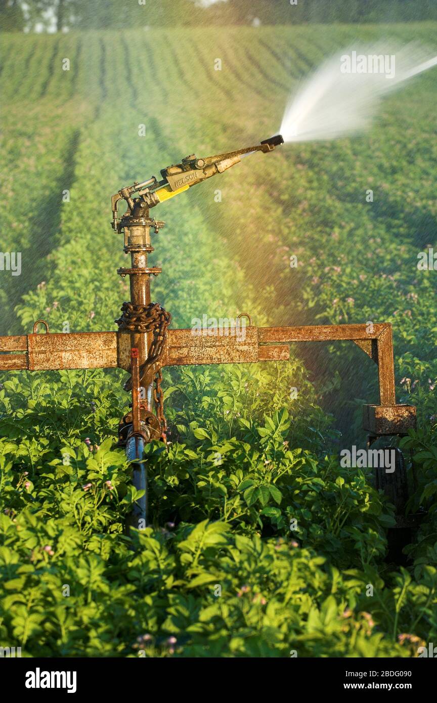 Potato crop being irrigated by a powerful spray system. North Yorkshire