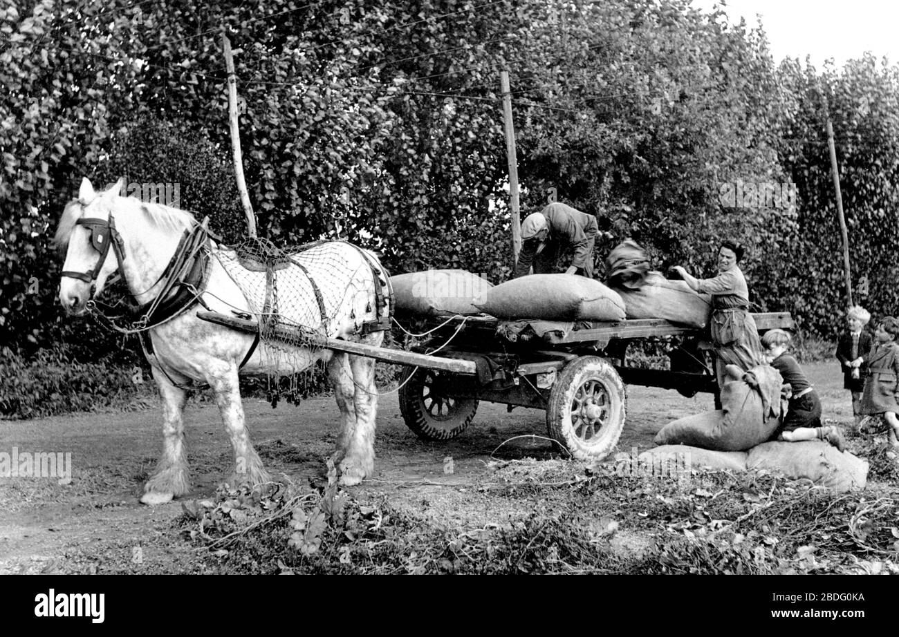 Paddock Wood, Loading Hops for the Oast Houses 1950 Stock Photo Alamy