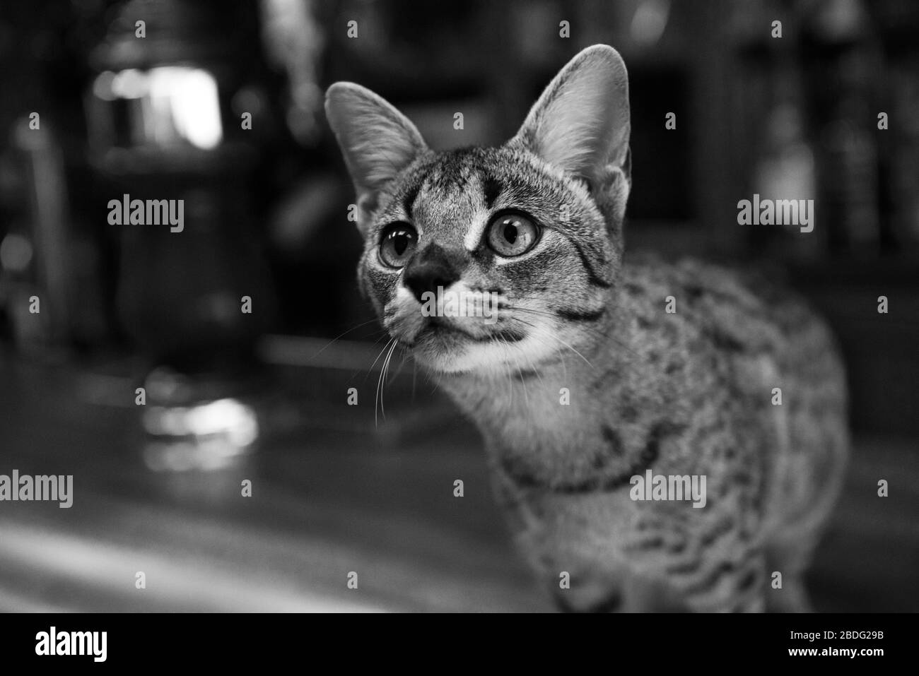 Savannah cat peeking toward the camera Stock Photo