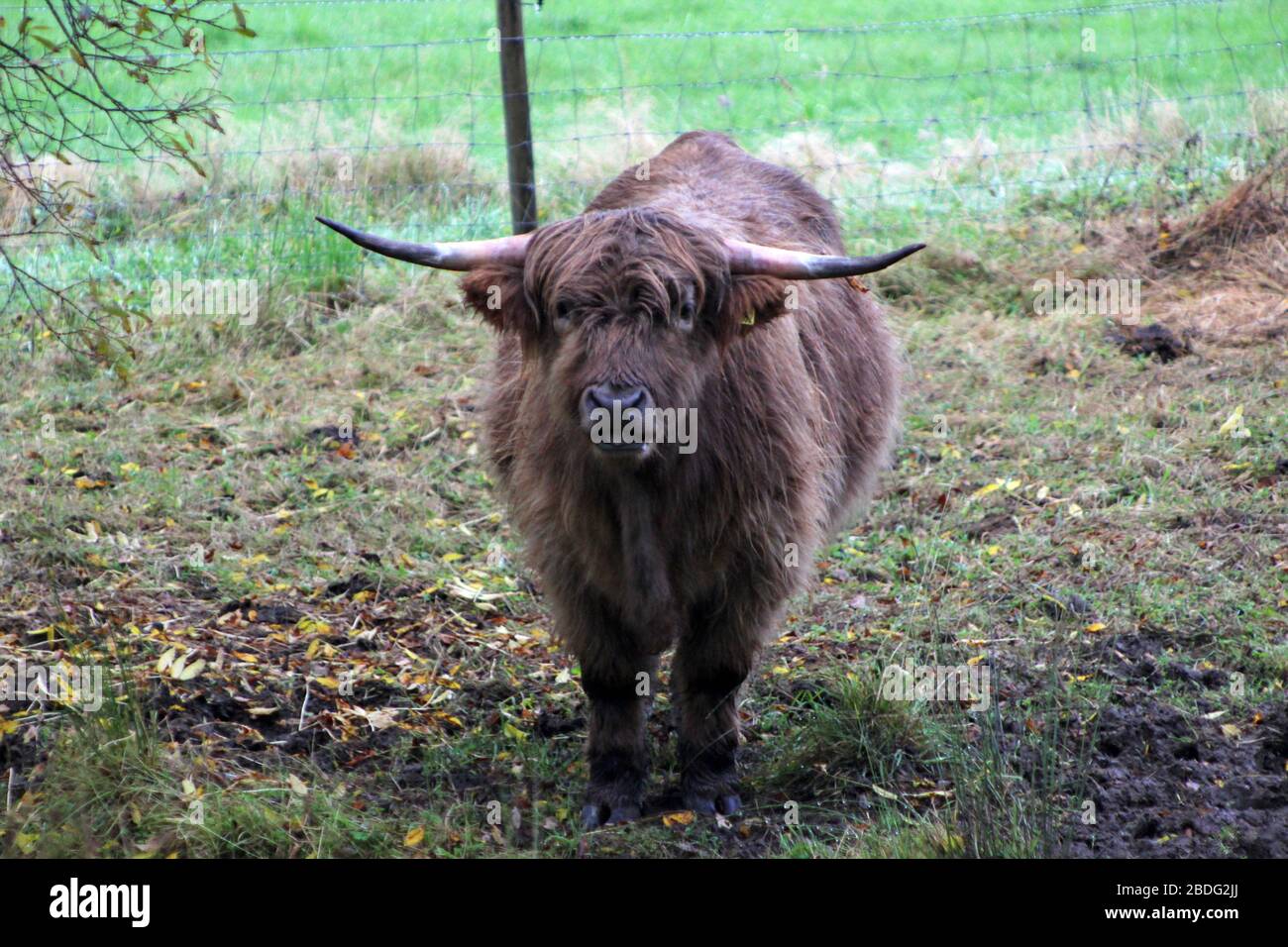Scottish highland cows in the glens of Loch Voil, Balquhidder, Stirling