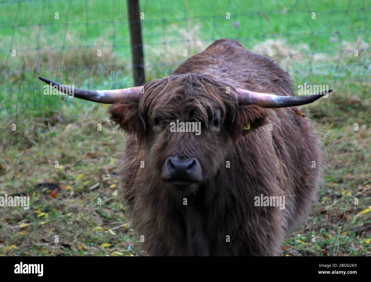 Scottish highland cows in the glens of Loch Voil, Balquhidder, Stirling