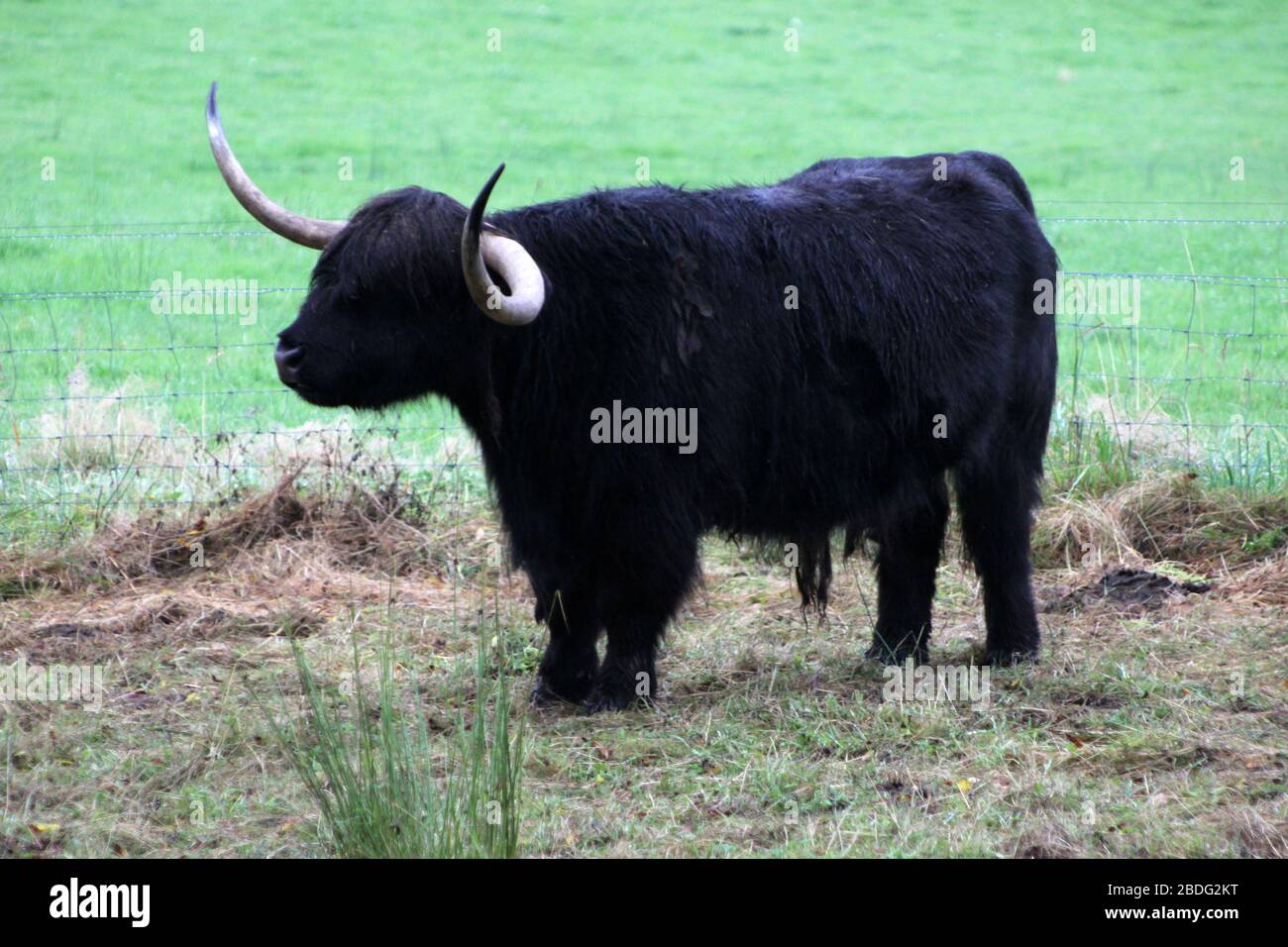 Scottish highland cows in the glens of Loch Voil, Balquhidder, Stirling
