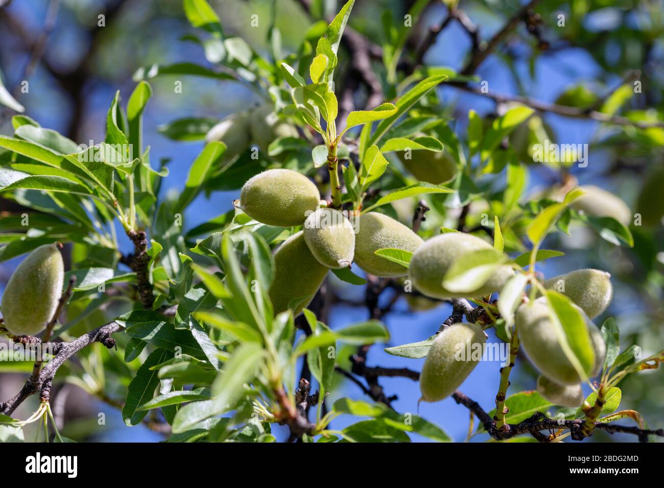Almonds (Prunus dulcis) in their hulls, or husks, on a tree.  Southern Spain. Stock Photo