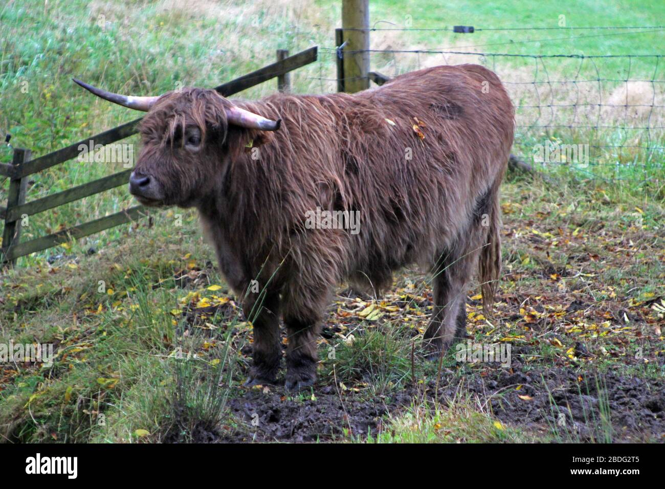 Scottish highland cows in the glens of Loch Voil, Balquhidder, Stirling