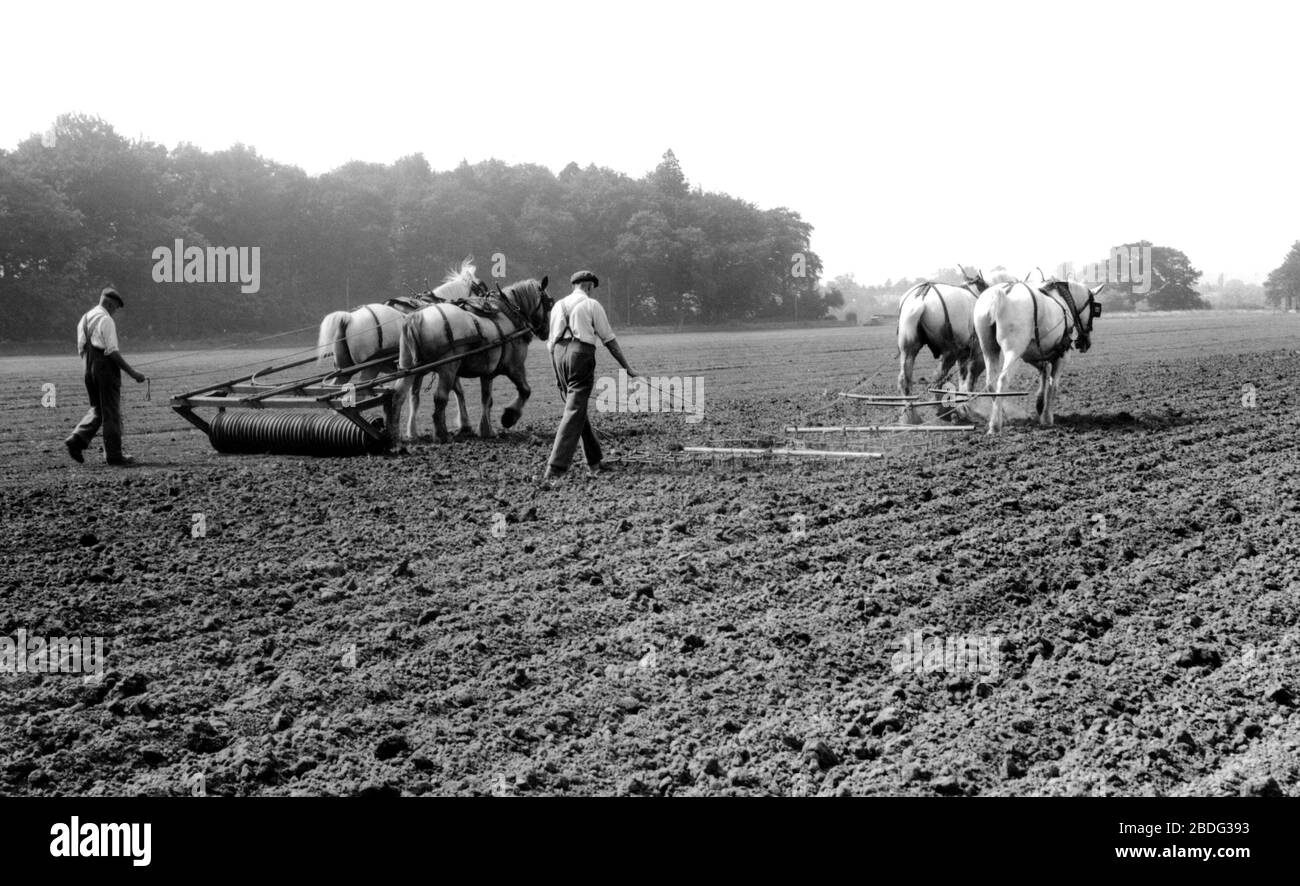 Milford, Farming with Horses c1955 Stock Photo Alamy