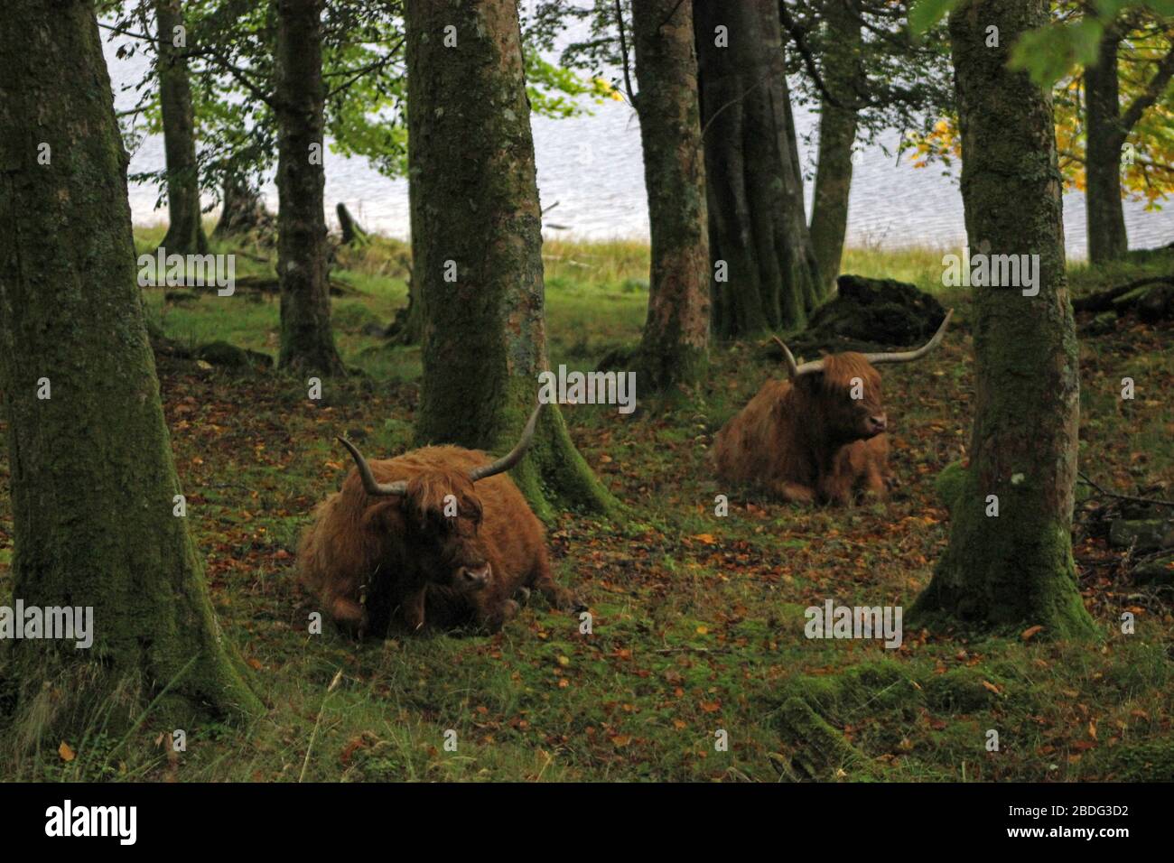 Scottish highland cows in the glens of Loch Voil, Balquhidder, Stirling