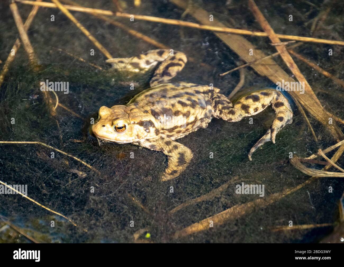 Common Frog (Rana temporaria) in a pond, West Lothian, Scotland, UK