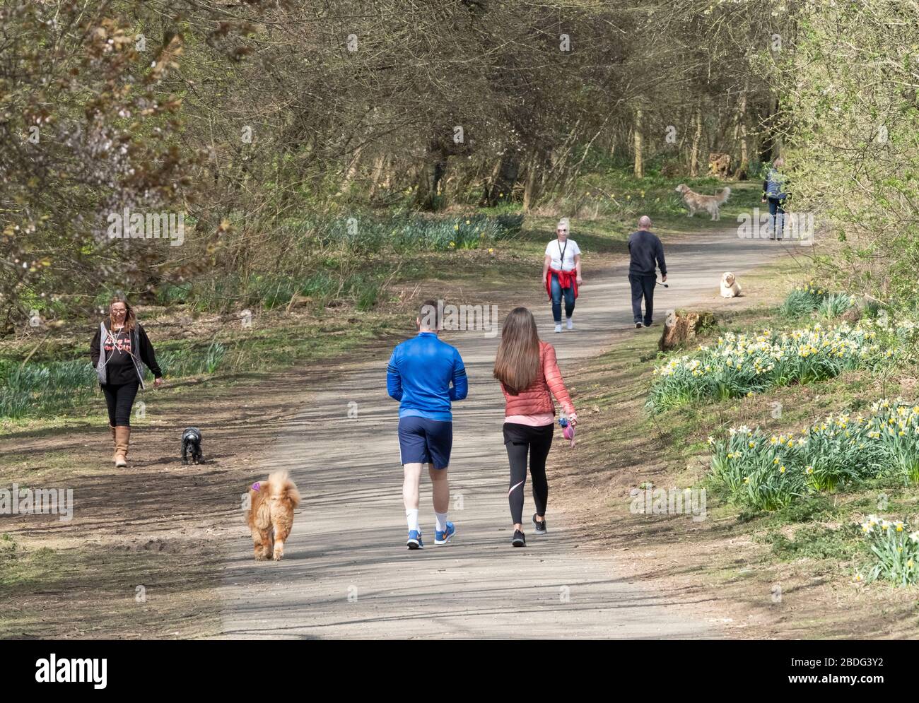 Dog walkers out exercising during the Coronavirus Pandemic, Almondell Country park, West Lothian, Scotland. Stock Photo