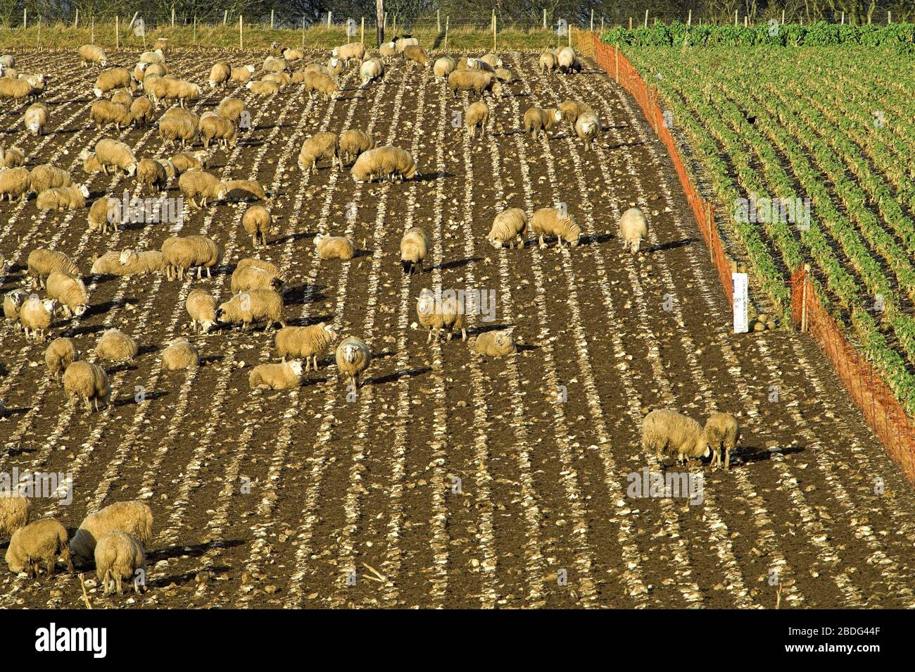 Field of stubble turnips hires stock photography and images Alamy