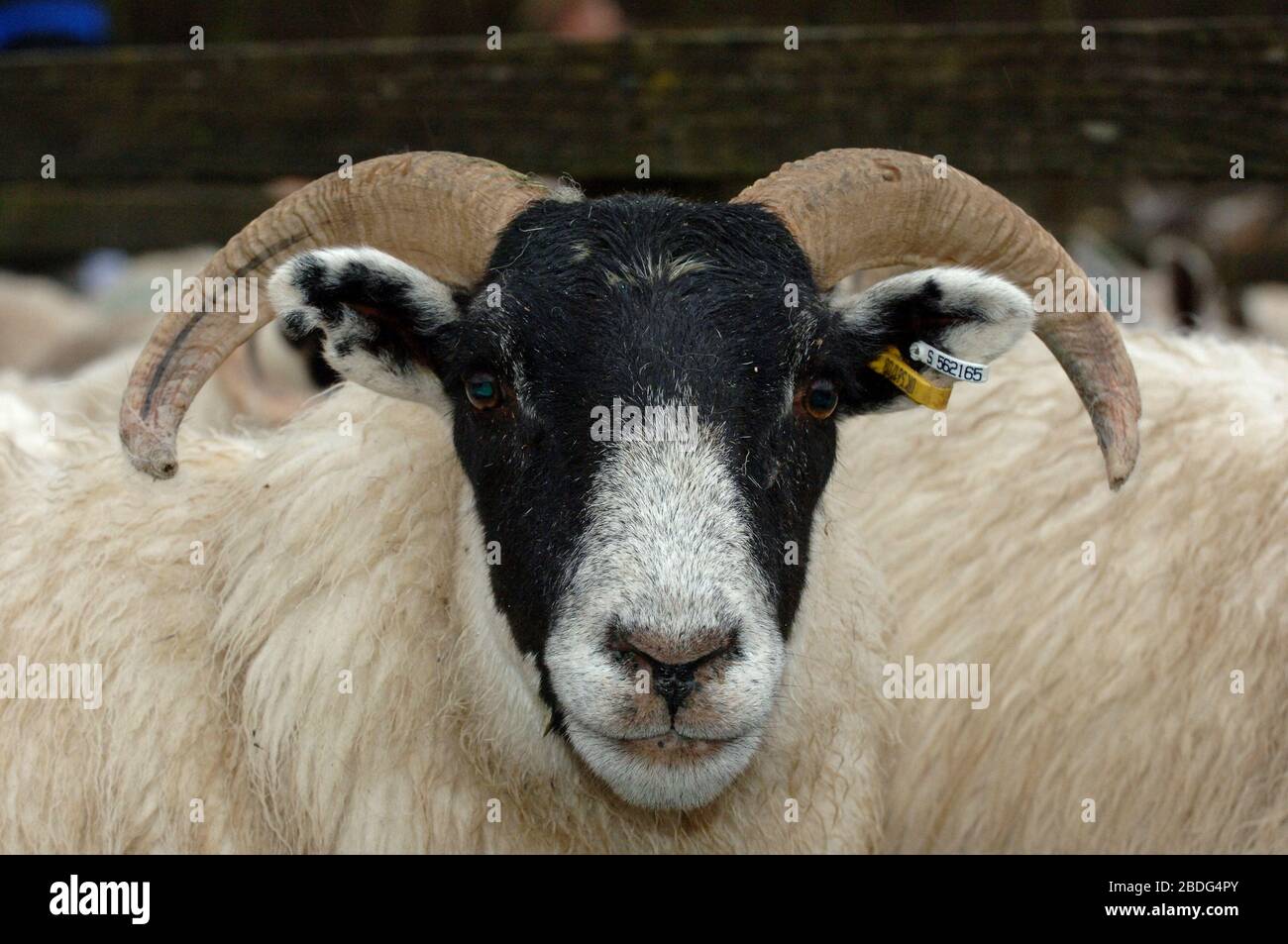 Scottish Blackface ewes at Wooler market, Northumberland, UK. Stock Photo