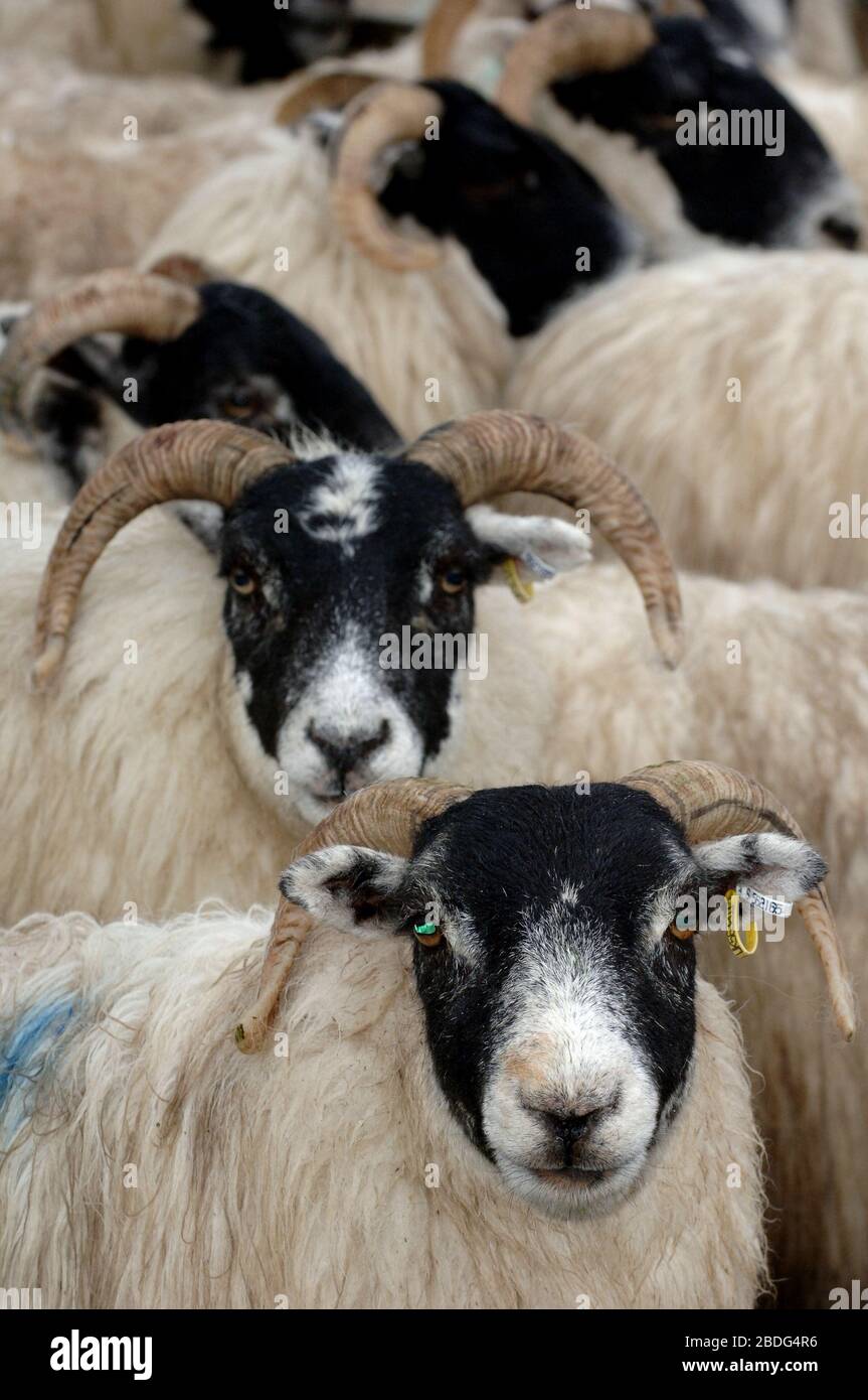 Scottish Blackface ewes at Wooler market, Northumberland, UK. Stock Photo