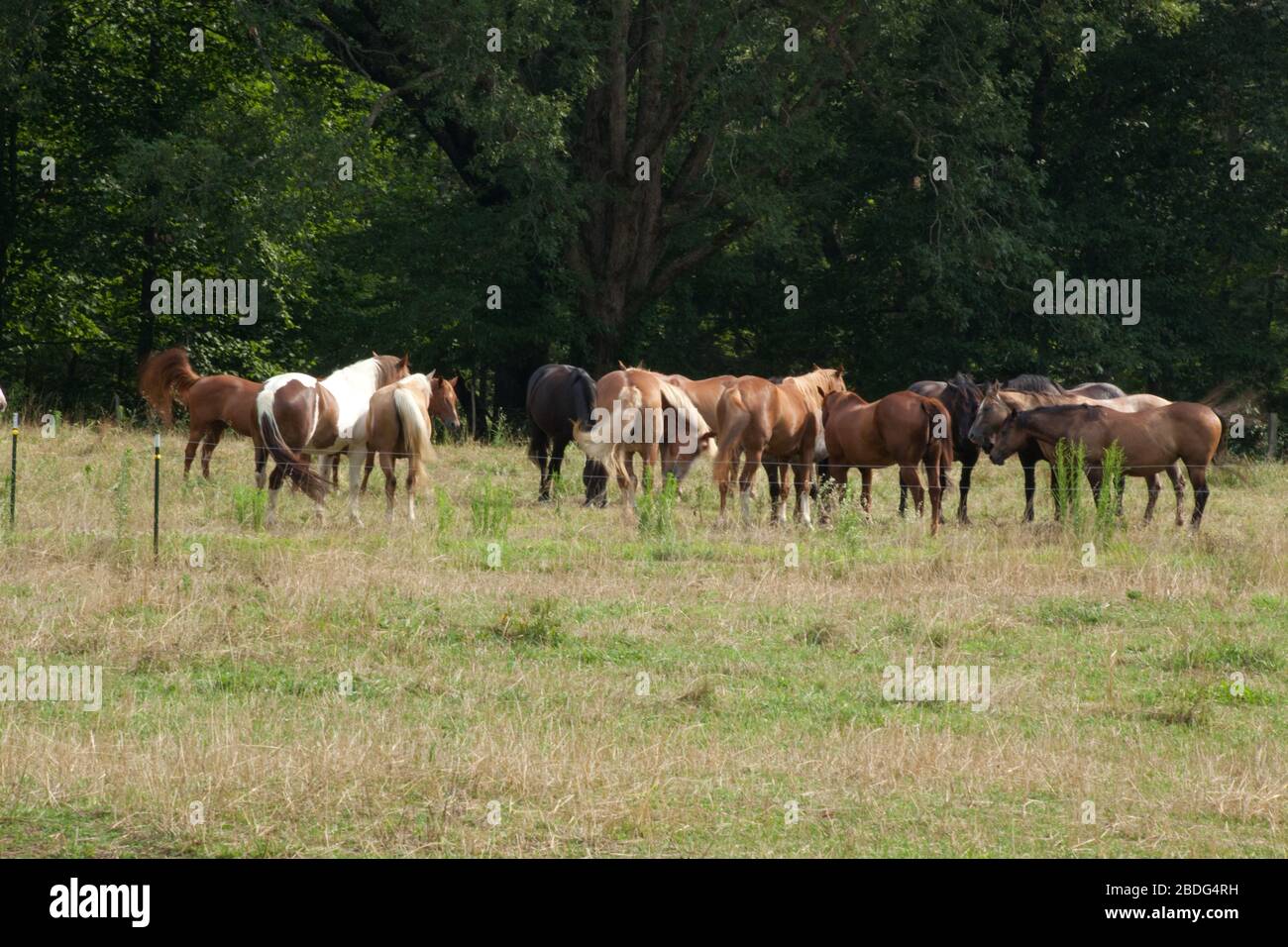 Great herd horses in hi-res stock photography and images - Alamy