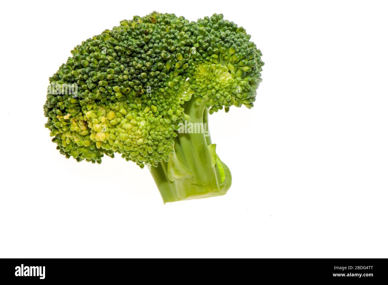Broccoli head on a white background Stock Photo Alamy