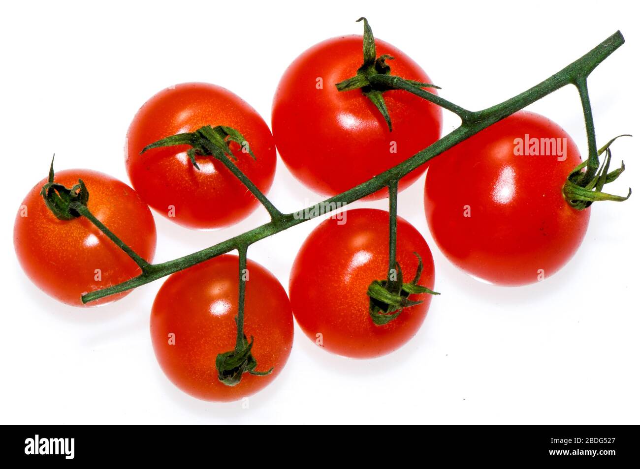 Vine Tomatoes on a clear white background Stock Photo - Alamy
