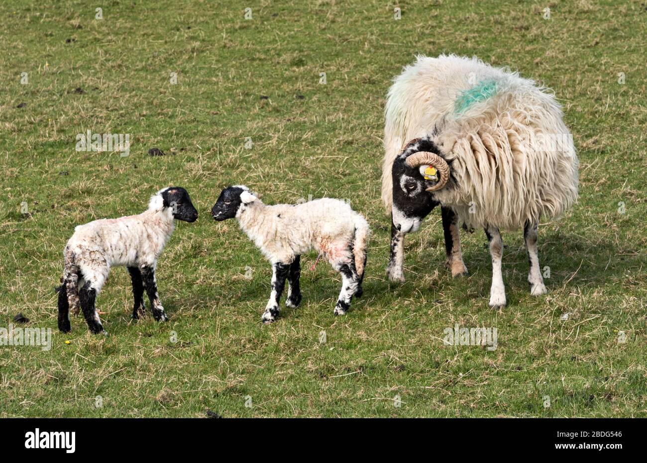 Yorkshire, UK. 08th Apr, 2020. Spring sunshine in the British countryside. Two new-born Swaledale breed lambs with their mother, Austwick, Yorkshire Dales National Park. Swaledale ewes generally have either one or two lambs each. They are the most iconic sheep breed of the Yorkshire Dales. Lambs are born with black faces and develop the white eye and nose rings as they mature. Credit: John Bentley/Alamy Live News Stock Photo