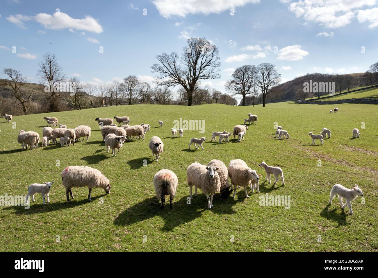 Yorkshire, UK. 08th Apr, 2020. Spring sunshine in the British countryside. Lambs graze with their mothers at Stackhouse, near Giggleswick, North Yorkshire. The sheep are mostly North of England Mule breed. Credit: John Bentley/Alamy Live News Stock Photo