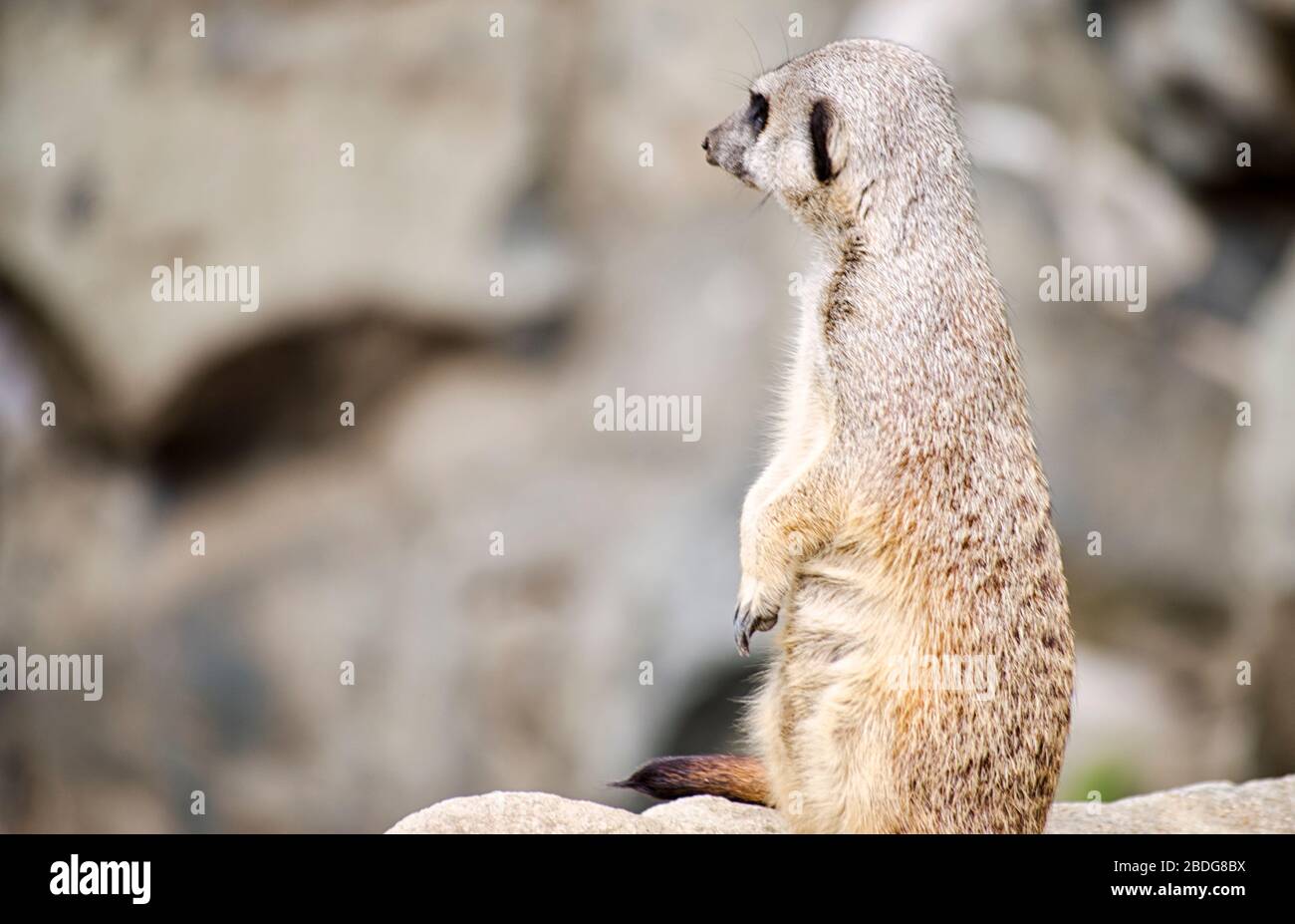 Single Meerkat on Guard Stock Photo