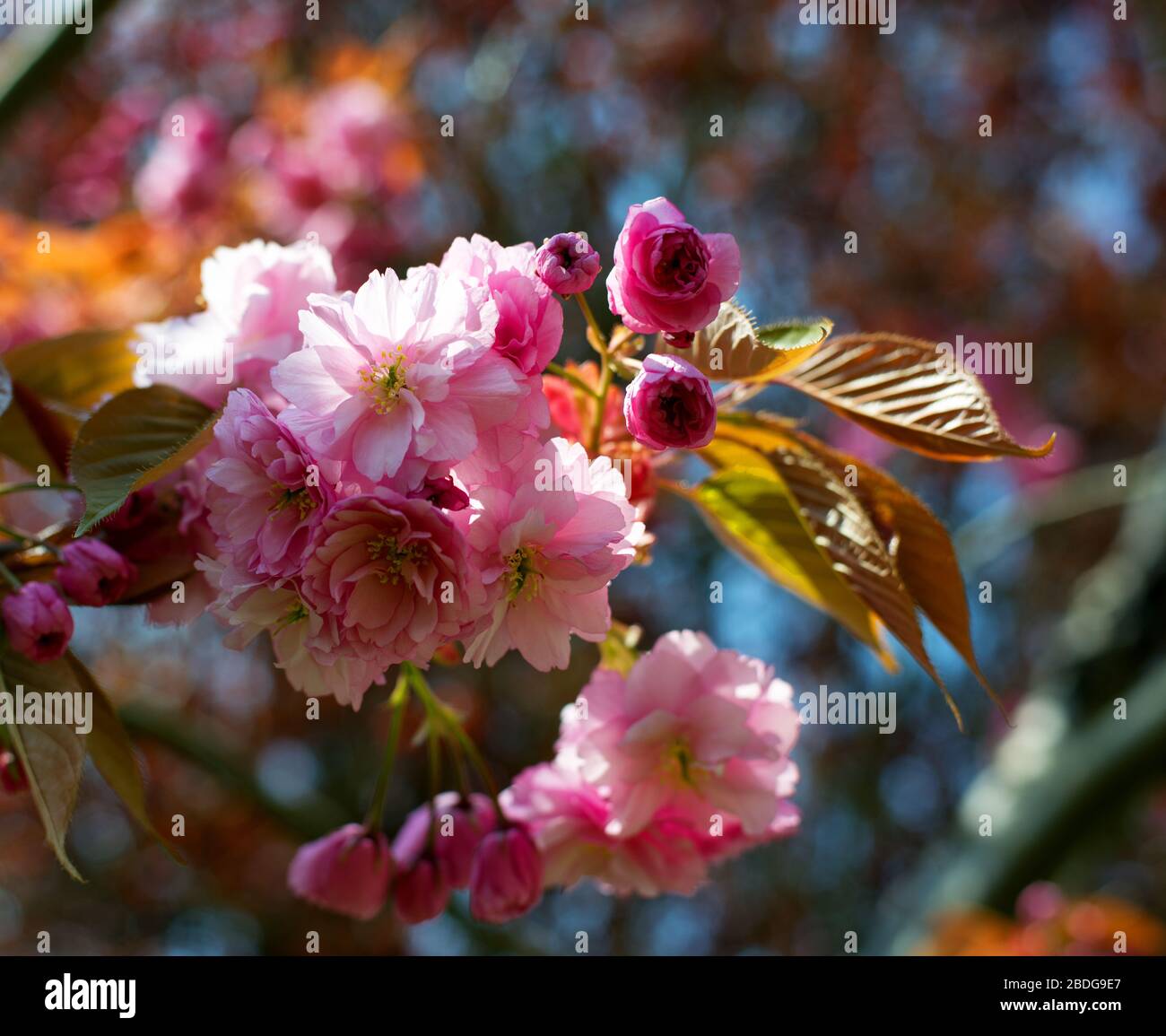pink cherry blossom close up Stock Photo - Alamy