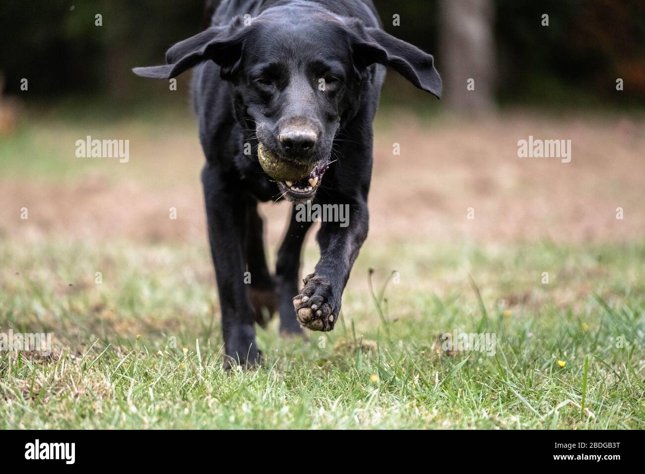 Piencourt, Normandy, France. A black labrador dog runs with a tennis ball in its mouth. Stock Photo